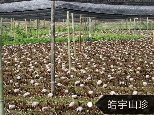 &#31859;&#20848;&#32593;&#39029;&#29256;&#45;&#31859;&#20848;&#40;&#20013;&#22269;&#41;