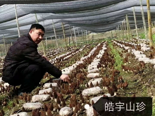 &#31859;&#20848;&#32593;&#39029;&#29256;&#45;&#31859;&#20848;&#40;&#20013;&#22269;&#41;