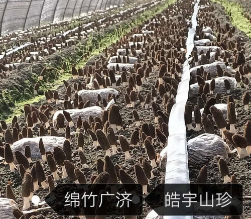 &#31859;&#20848;&#32593;&#39029;&#29256;&#45;&#31859;&#20848;&#40;&#20013;&#22269;&#41;