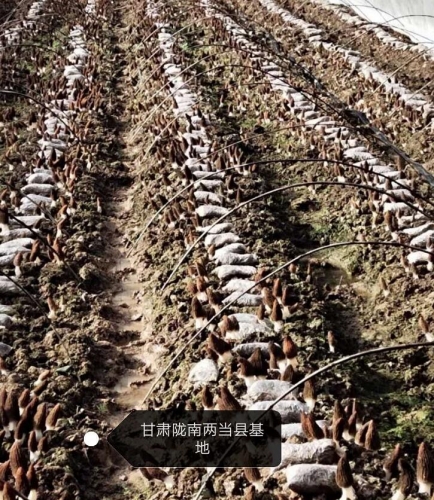 &#31859;&#20848;&#32593;&#39029;&#29256;&#45;&#31859;&#20848;&#40;&#20013;&#22269;&#41;