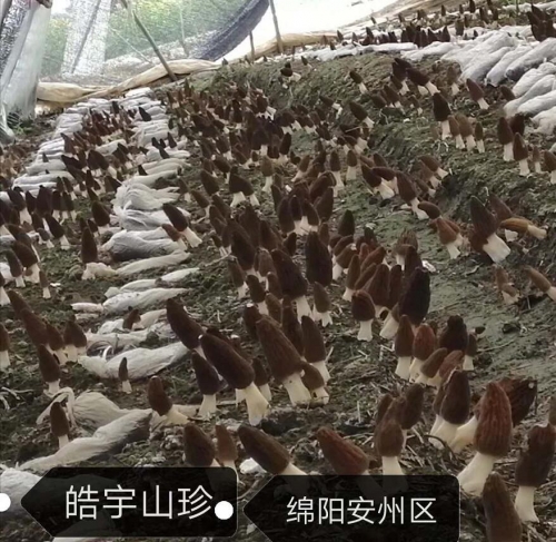 &#31859;&#20848;&#32593;&#39029;&#29256;&#45;&#31859;&#20848;&#40;&#20013;&#22269;&#41;