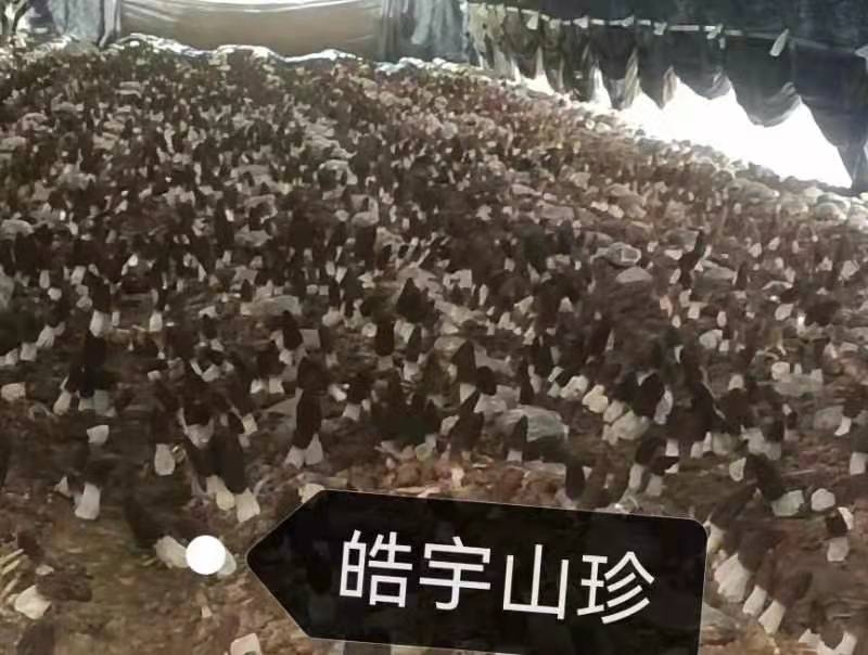 &#31859;&#20848;&#32593;&#39029;&#29256;&#45;&#31859;&#20848;&#40;&#20013;&#22269;&#41;
