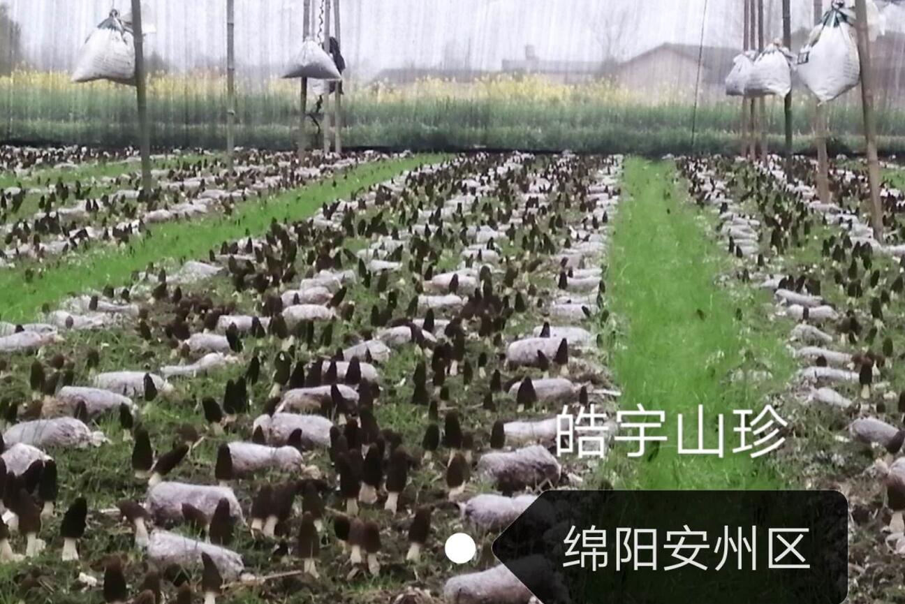&#31859;&#20848;&#32593;&#39029;&#29256;&#45;&#31859;&#20848;&#40;&#20013;&#22269;&#41;