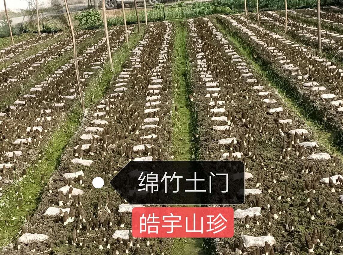 &#31859;&#20848;&#32593;&#39029;&#29256;&#45;&#31859;&#20848;&#40;&#20013;&#22269;&#41;