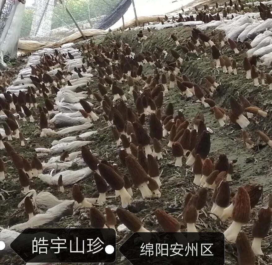 &#31859;&#20848;&#32593;&#39029;&#29256;&#45;&#31859;&#20848;&#40;&#20013;&#22269;&#41;